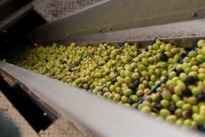 Azienda-agricola-Olio-Corax-Alghero-TotAlguer4