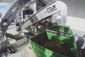 Azienda-agricola-Olio-Corax-Alghero-TotAlguer6