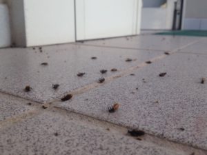 Scarafaggi Alghero TotAlguer